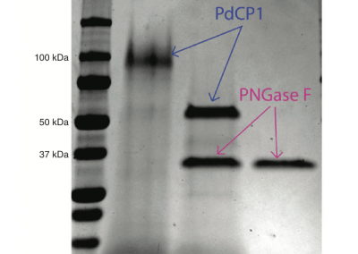 Characterization of PdCP1, a serine carboxypeptidase from Pseudogymnoascus destructans, the causal agent of White-nose Syndrome