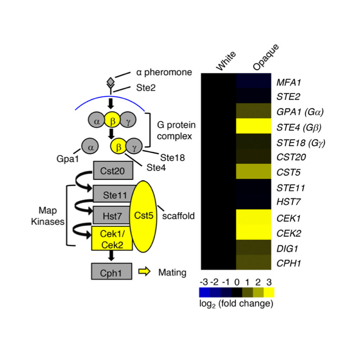 Epigenetic control of pheromone MAPK signaling determines sexual fecundity in Candida albicans