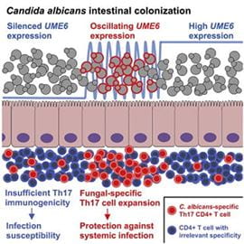Candida albicans intestinal colonization