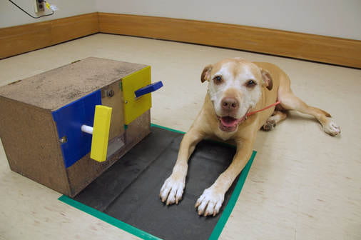 Dog and puzzle box