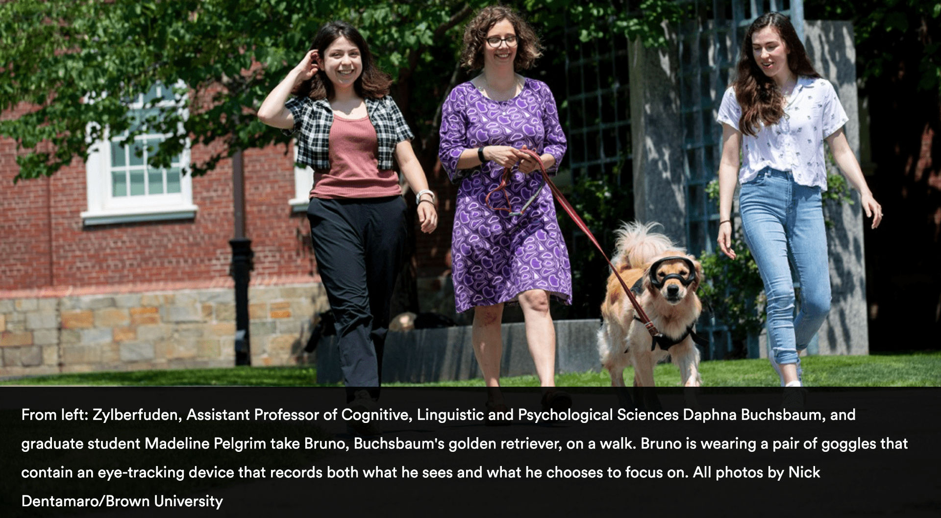 image of Sarah Zylberfuden, Daphna Buchsbaum, and Madeline Pelgrim walking a golden retriever named Bruno. Bruno is wearing goggles used for the eye-tracking project described in the Brown News article.