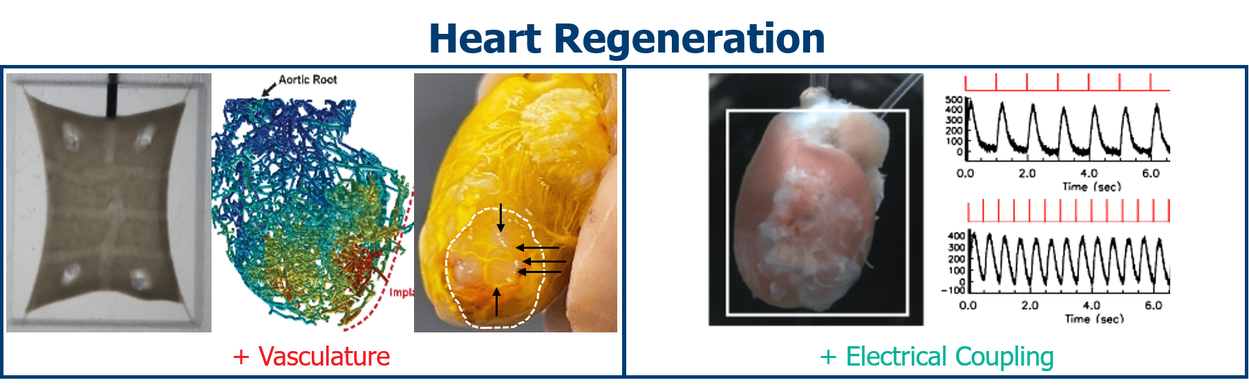 Heart Regeneration Images