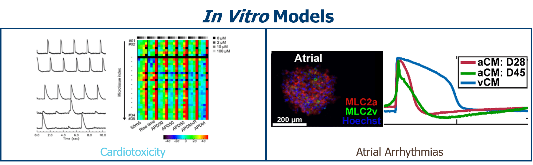 in vitro models research images