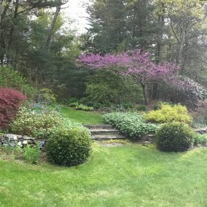 Photo of Sylvia's garden