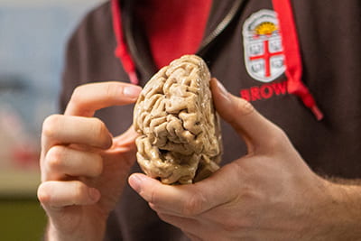 A person's hands holding a model of a brain