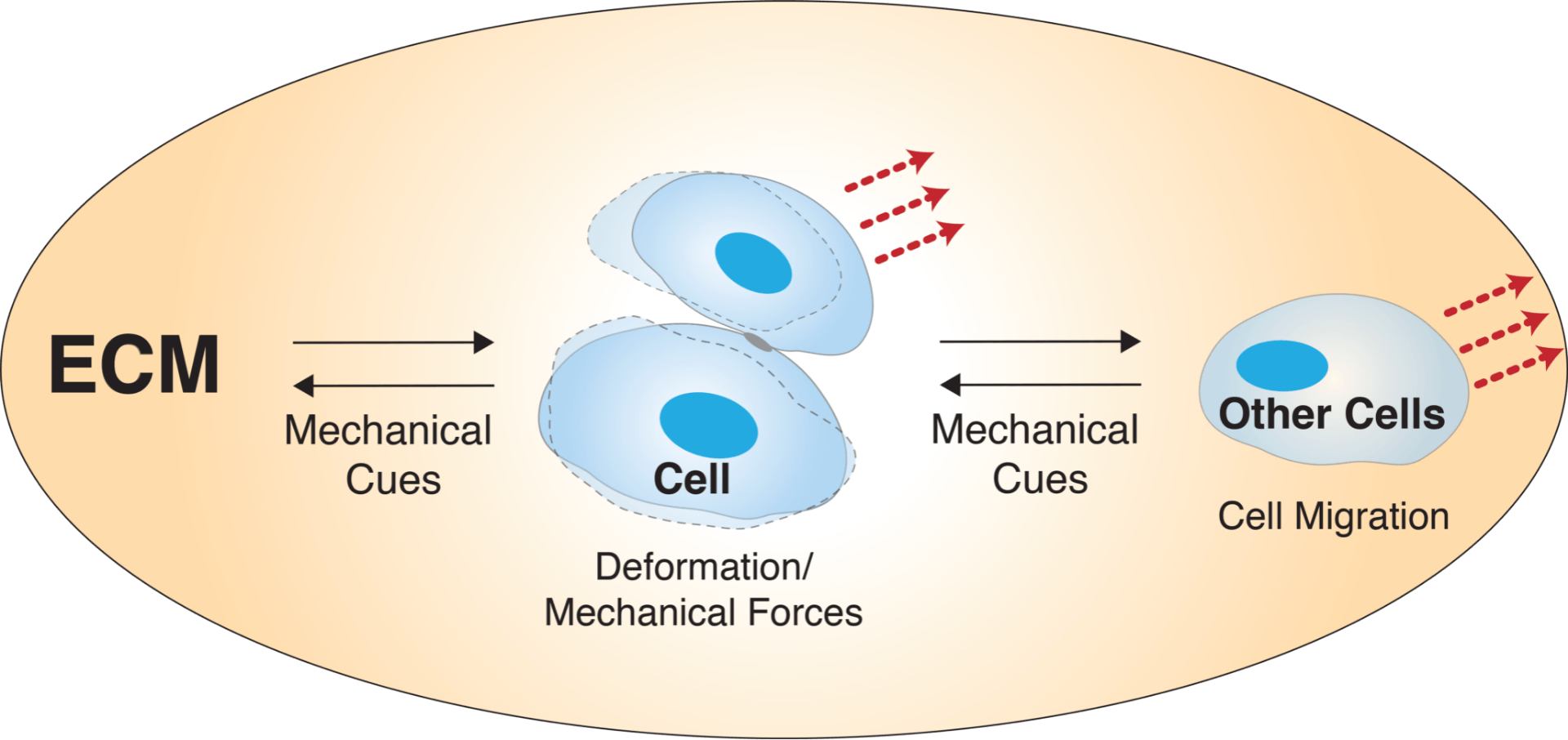 Cell Mechanics related image.