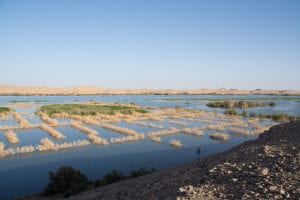 photo of flooded agricultural fields with desert in background