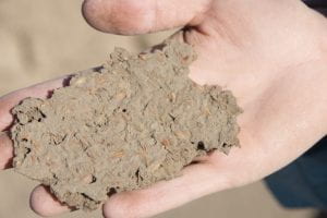 photo of hand holding a flat piece of dried mud with yellow straw and grain visible in it