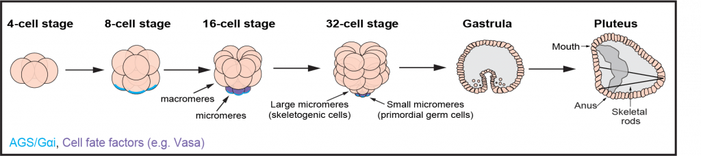 Sea urchin embryogenesis from 4-cells to pluteus