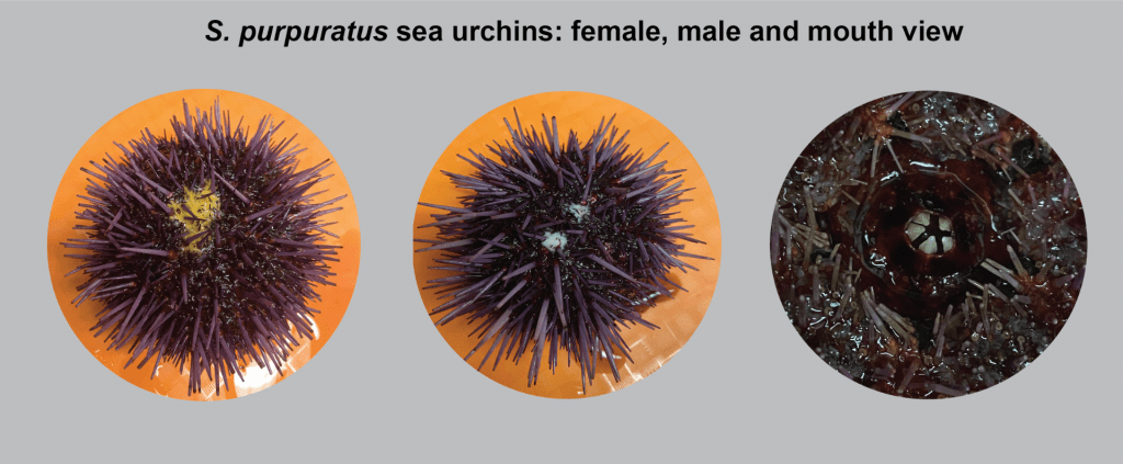 S. purpuratus sea urchins
