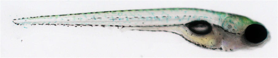 zebrafish larva